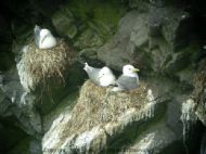 Adult Black-legged Kittiiwakes, Rissa tridactyla, on nests